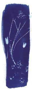 Cyanotype sur papier 12. Philippe Marchenay