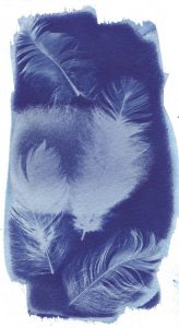 Cyanotype sur papier 14. Philippe Marchenay