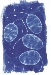 Cyanotype sur papier 15. Philippe Marchenay