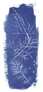 cyanotype sur papier 16. Philippe Marchenay
