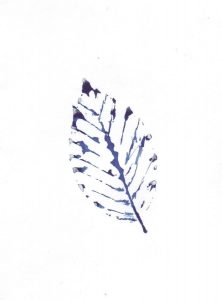 Cyanotype papier 17 Philippe Marchenay