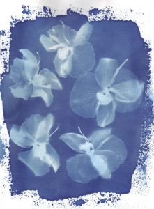 Cyanotype sur papier 1. Philippe Marchenay