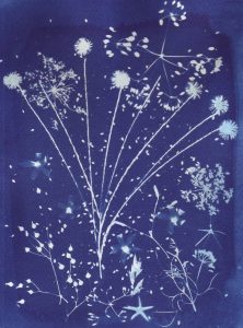 Cyanotype sur papier 2. Philippe Marchenay