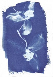Cyanotype sur papier 4. Philippe Marchenay