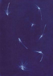 Cyanotype sur papier 5. Philippe Marchenay